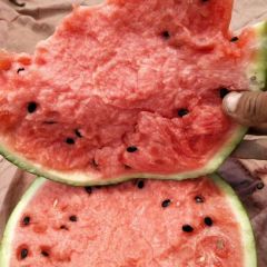 赤峰市西瓜聚焦市场