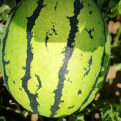 赤峰沙地西瓜商机无限