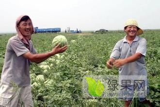 2019年吉林公主岭京欣价格