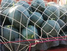 太康县大量优质的黑皮无籽西瓜上市了，物美价廉。