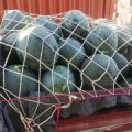 太康县大量优质的黑皮无籽西瓜上市了，物美价廉。