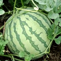 金花花皮无籽大量上市中