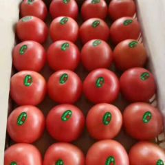 2019吉林大安硬粉柿子大量上市中