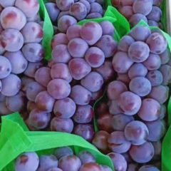 【求购葡萄】湖北省襄阳市竹叶山水果批发市场-陈氏鲜果行代卖