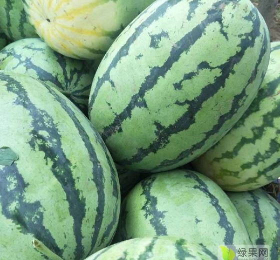 冠龙价格