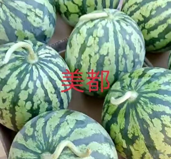 2019年安徽谯城美都价格