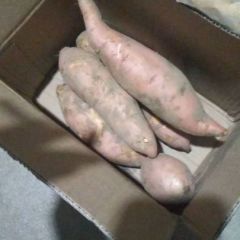 山东省德州夏津县龙薯九大量上市 价格合理 质量高