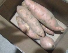 山东省德州夏津县龙薯九大量上市 价格合理 质量高