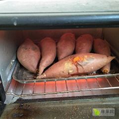 纯沙地烟薯密火爆销售中