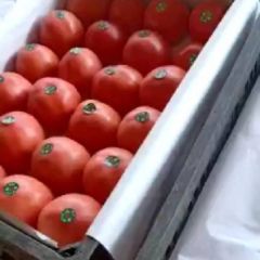 山东聊城长年供应西红柿