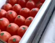 山东聊城长年供应西红柿