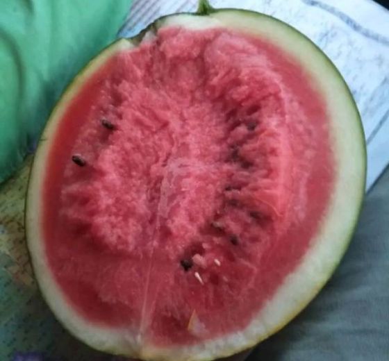 黑皮无籽价格