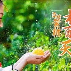 炎陵黄桃以香，脆，甜而闻名错过了又要再等一年