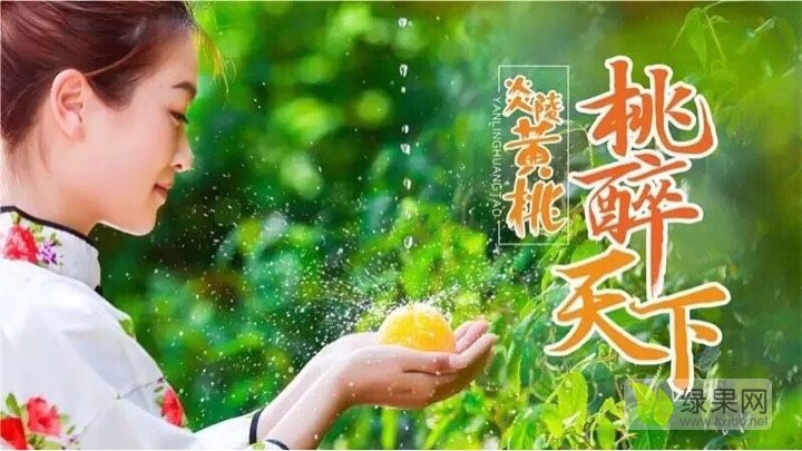 2019年湖北公安炎陵黄桃价格