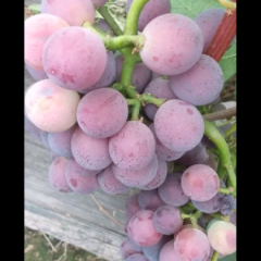 乒乓球葡萄大量上市中