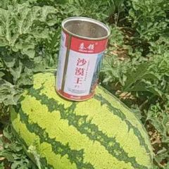 沙漠王大西瓜