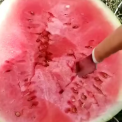 优质旱沙地西瓜，欢迎各位老板前来定制