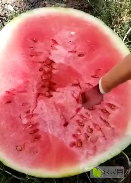 8424西瓜价格