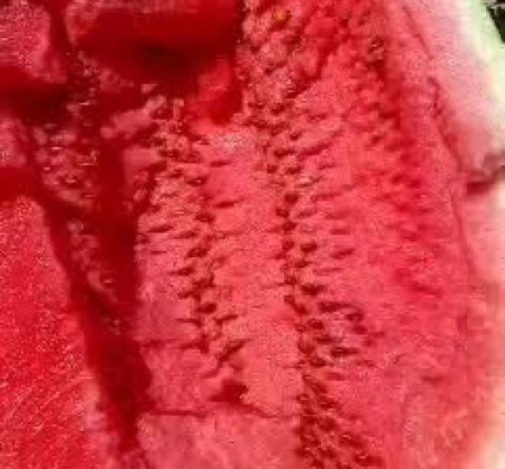 硒砂瓜价格