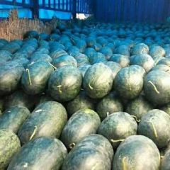 河南黑美人大量上市