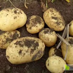 四哥代收，代办，代发，