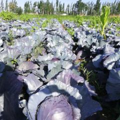 优质紫甘蓝大量供应