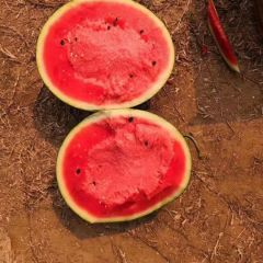 全国一线西瓜产区