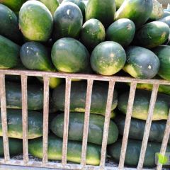 洪显蔬菜合作社供应季节性蔬菜 黑将军冬瓜