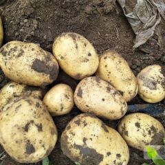 大量供应优质尤金885