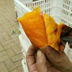 绿色无公害烟薯25地瓜坊首选种薯