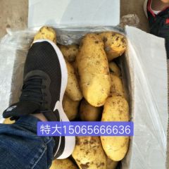 山东安丘优质冷库土豆开始大量出库