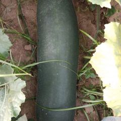 郾城县裴城杨崇冬瓜