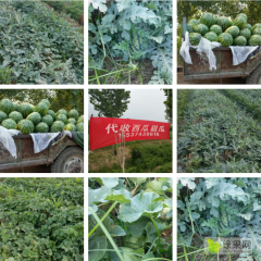 许昌鄢陵产地头茬西瓜大量上市，个大瓜甜，价格美丽，方便运