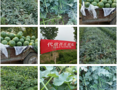 许昌鄢陵产地头茬西瓜大量上市，个大瓜甜，价格美丽，方便运