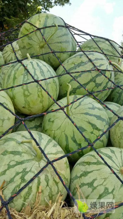 2019年河南扶沟花皮无籽价格