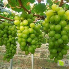 阳光玫瑰葡萄求收购