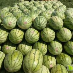金花汗砂地西瓜