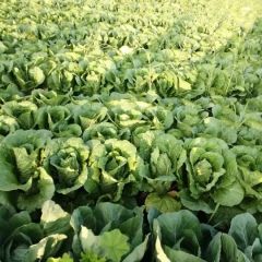 出售优质娃娃菜