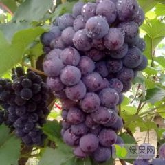 临朐兴喜专业葡萄合作社