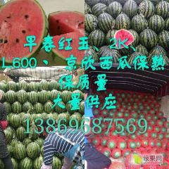 潍坊早春红玉西瓜2k西瓜小糖丸西瓜大量上市了保质保量价格便宜