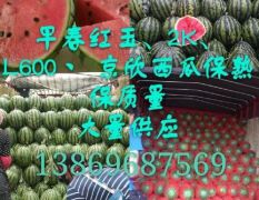 潍坊早春红玉西瓜2k西瓜小糖丸西瓜大量上市了保质保量价格便宜