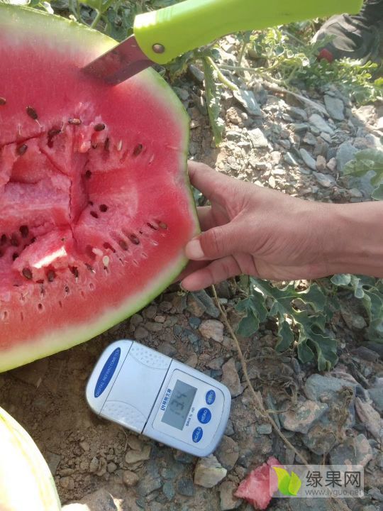 硒砂瓜价格