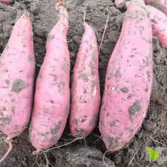 唐山蜜薯，河北龙薯九号，大量上市