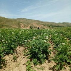 甘肃定西土豆提前预定