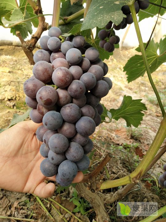 2019年河北威县巨峰葡萄价格