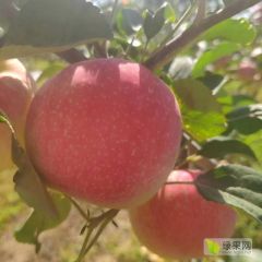 陕西礼泉嘎啦苹果
