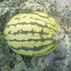 优质西瓜，脆甜可口，品质保证