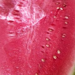 甘肃靖远硒砂瓜西瓜