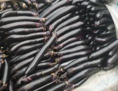 泗水长紫茄大量上市，泗水有悠久的长茄种植历