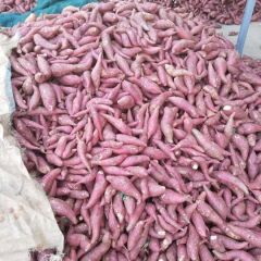 湖北宜城红薯上市了